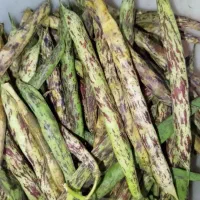 باقلا محلی درجه یک