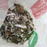 کود کفتر تمیز