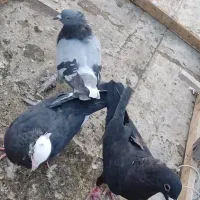 کفتر