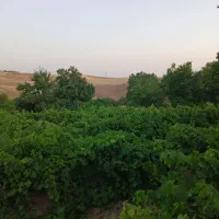 فروش باغ انگور در روستای گیجالی پایین