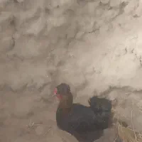 مرغ تخمگذار