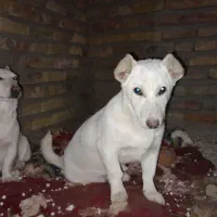 سگ گمشده محدوده بهاران