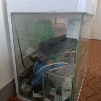 آکواریوم|ماهی|سنندج, |دیوار