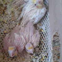 جوجه عروس هلندی اماده سرلاکی کردن ودستی سخنگوکردن