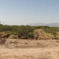 آب زمین پسته تلمبه نورآباد هوتک