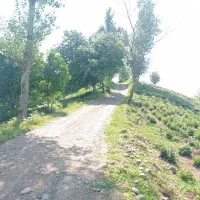 3400-متر-باغ-چای-با-موقعیت-دسترسی-و-ویو-طلایی