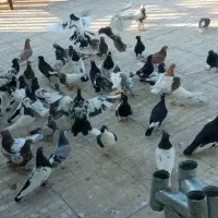 پرنده|پرنده|کوهسرخ, |دیوار