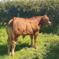 فروش گوساله های شاروله و بلژیکی و غیره