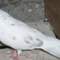 چند تا کبوتر پرشی|پرنده|رشت, گلباغ نماز|دیوار