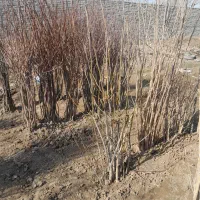 نهال|گل و گیاه طبیعی|مشهد, مهدی آباد|دیوار