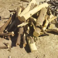 خرید چوب و بریدن درخت حمل شاخ برگ|خدمات باغبانی و درختکاری|شیراز, قصرالدشت|دیوار