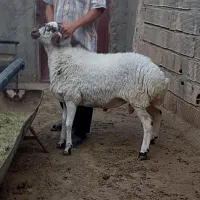 قوچ تخمی