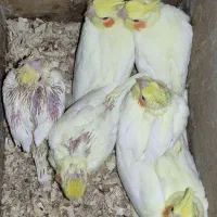 عروس هلندی فنچ سهره