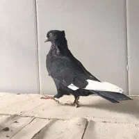 کبوتر|پرنده|مرودشت, شهرک مهدیه|دیوار