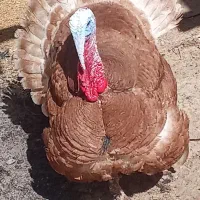 دوعددبوقلمون ویک عدد خروس اصیل ریش دار