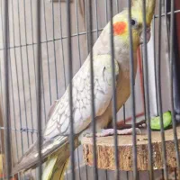 عروس هلندی ماده پا جفتی هیکلی