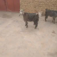 بز‌وبزغاله|حیوانات مزرعه|شوشتر, |دیوار