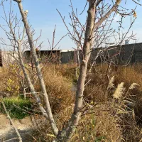 باغ و باغچه برق و گاز دیوارقدیمی . سند انتقال