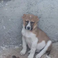 توله سرابی افغان