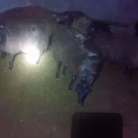 بره کشتاری پرواری