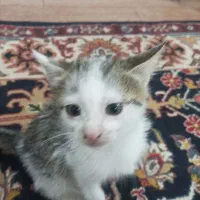 گربه خانگی|گربه|نوشهر, |دیوار