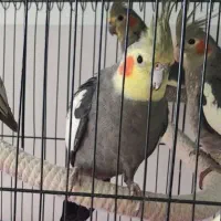 کوکاتیل(عروس) نر جوان|پرنده|رشت, خمیران زاهدان|دیوار