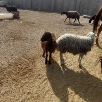 بره مناسب قربانی قیمت پایین