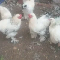فروش مرغ وخروس