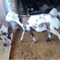 کارگردامداری