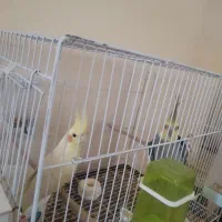 عروس هلندی به همراه قفس و لانه|پرنده|نیشابور, بزرگمهر|دیوار