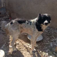 سگ قدرجونی- قهدریجانی قلاده ای نگهبان بشرط|سگ|شیراز, گویم|دیوار