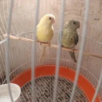 دوعدد طوطی اوازخوان جوجه امسال|پرنده|اردبیل, |دیوار