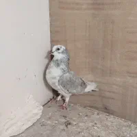 کفتر