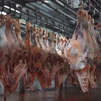 فروش عمده گوشت منجمد گوساله تامین‌کننده مستقیم