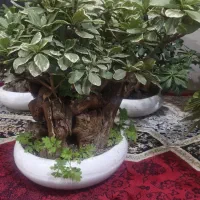 بونسای ابلغ خارجی|گل و گیاه طبیعی|اهواز, کمپلو جنوبی|دیوار