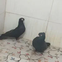 تعدادی کبوتر|پرنده|جیرفت, |دیوار