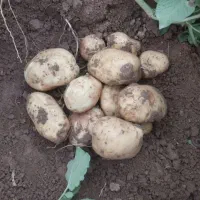 سیب زمینی درجه یک