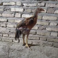 جوجه لاری