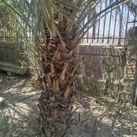 نخل|گل و گیاه طبیعی|برازجان, |دیوار