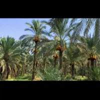 فروش خرما شکردرجه یک