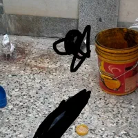 طوقی ماده اهل