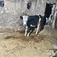 گوساله ماده سمینتال|حیوانات مزرعه|دهدشت, |دیوار