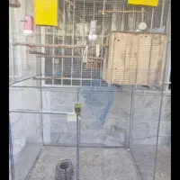 قفس پرنده عروس هلندی طوطی