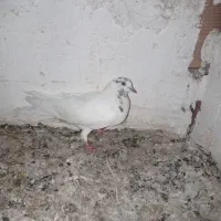 کفتر فروشی