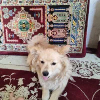 به دلیل مهاجرت|سگ|شیراز, دروازه اصفهان|دیوار
