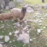 فروش چند جفت میش بره