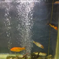 ماهی کوی زیبا در سایز مختلف