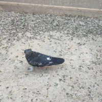 ده عدد کبوتر از نسل سرور