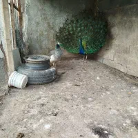 طاووس|پرنده|سیلاخور, |دیوار