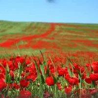 تور زمینی گروهی ارمنستان